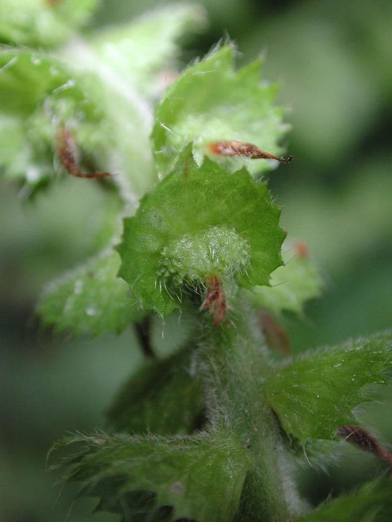 Acalypha a spiga grande 2