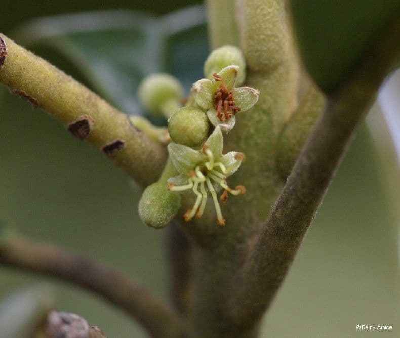 Solmsia calophylla 7