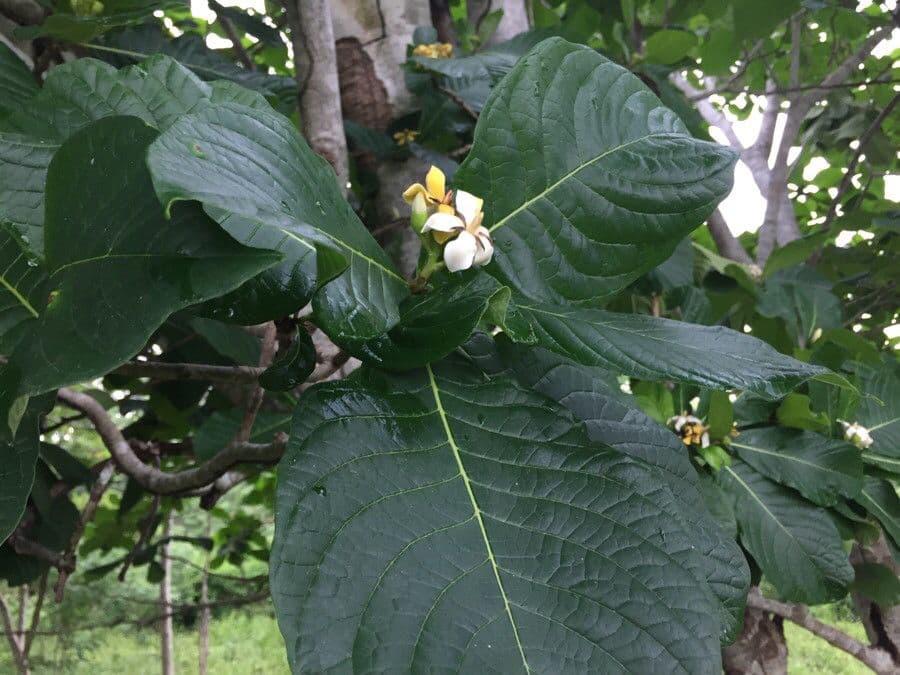 Genipapo-Baum 8