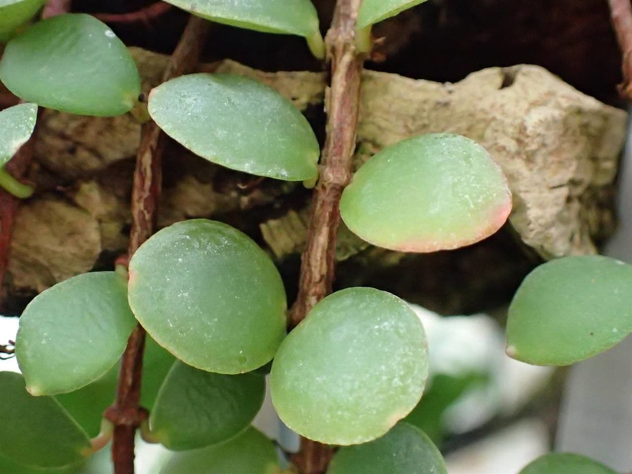Medinilla 4