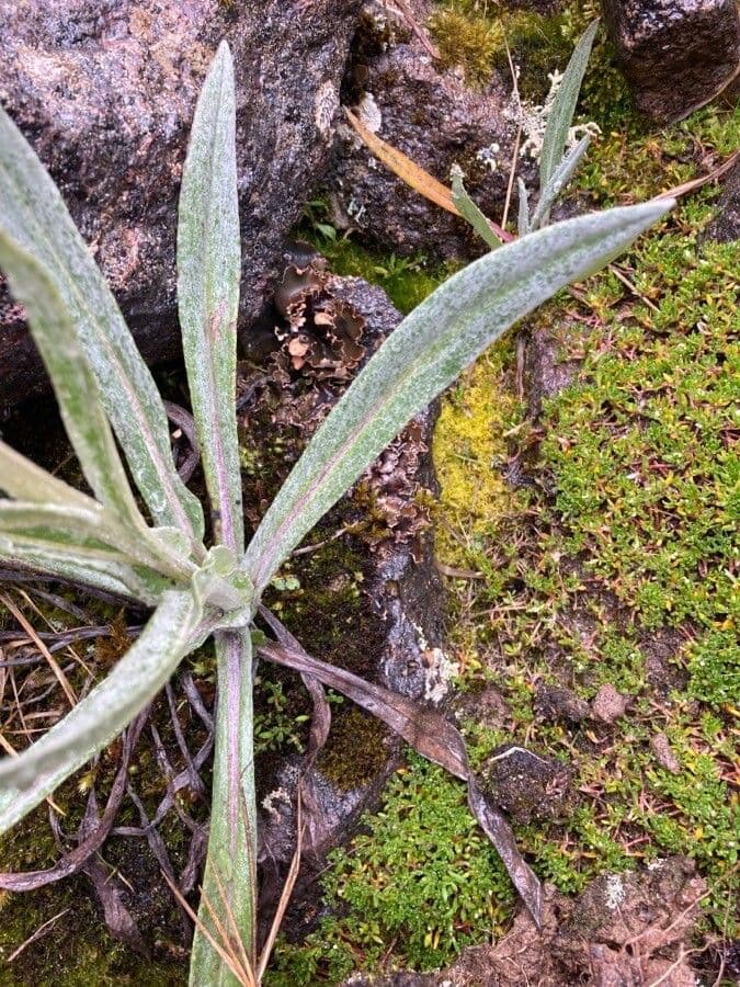 Senecio 21