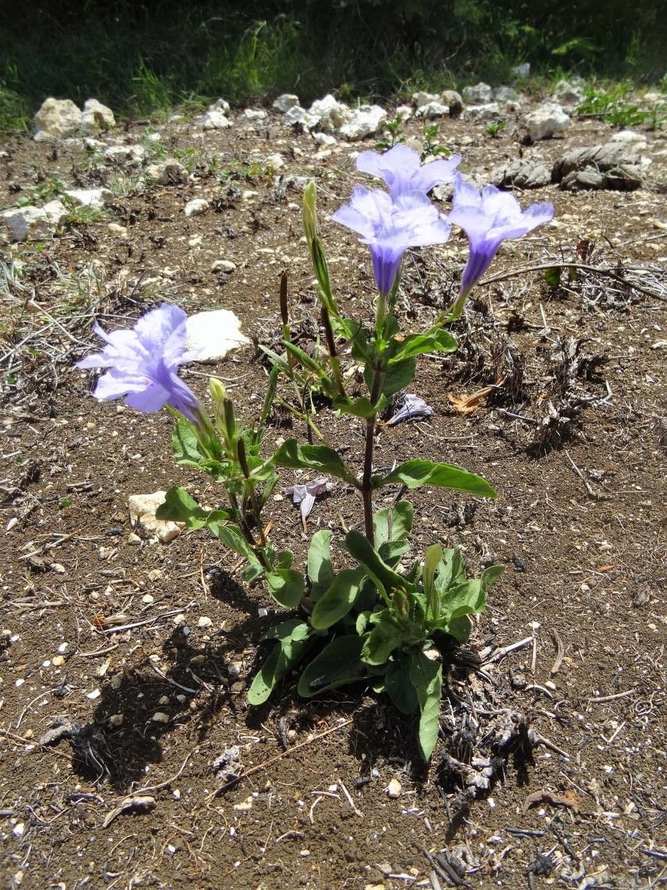 Ruellia tuberoso 11