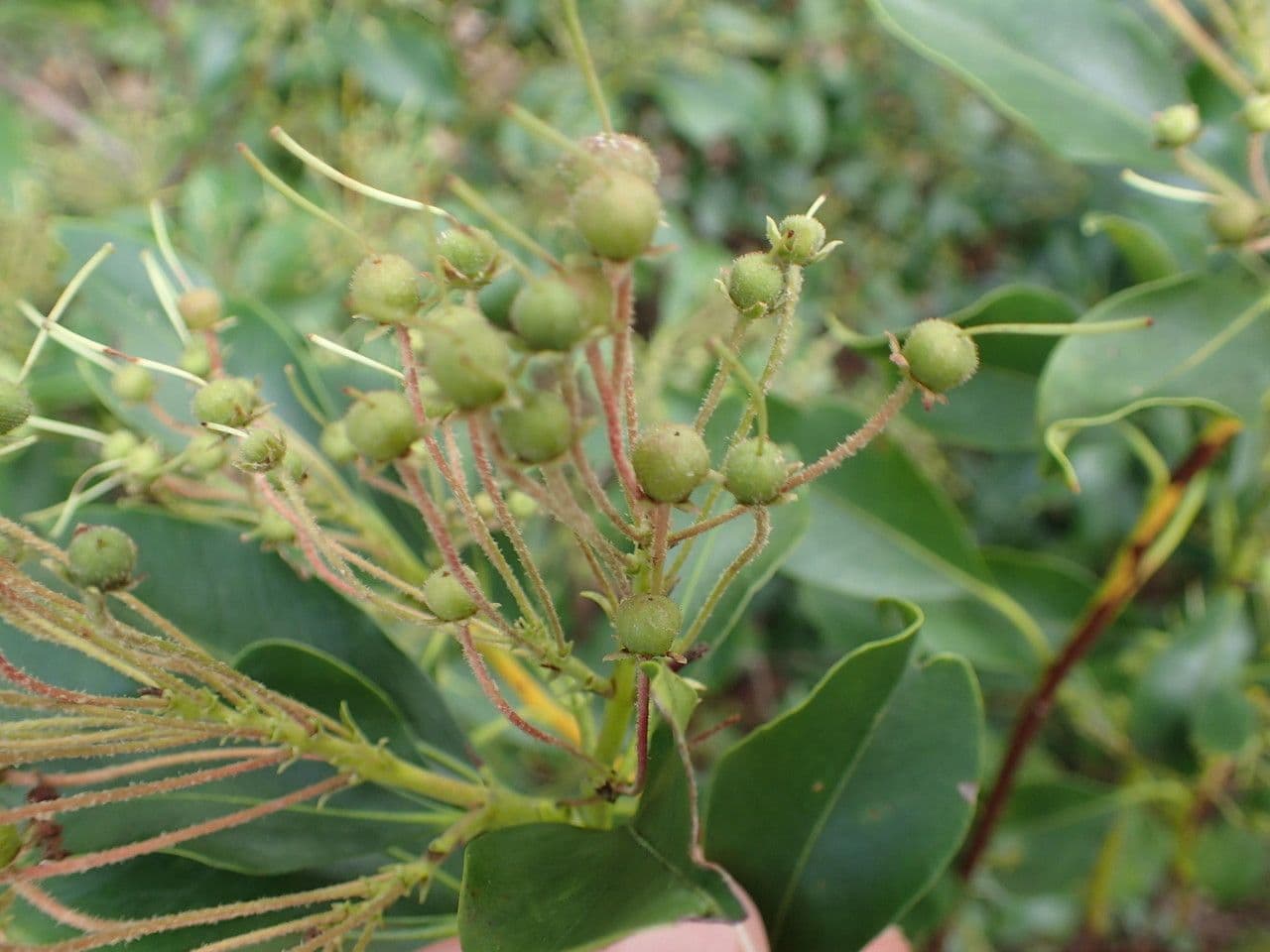 Kalmia szerokolistna 4