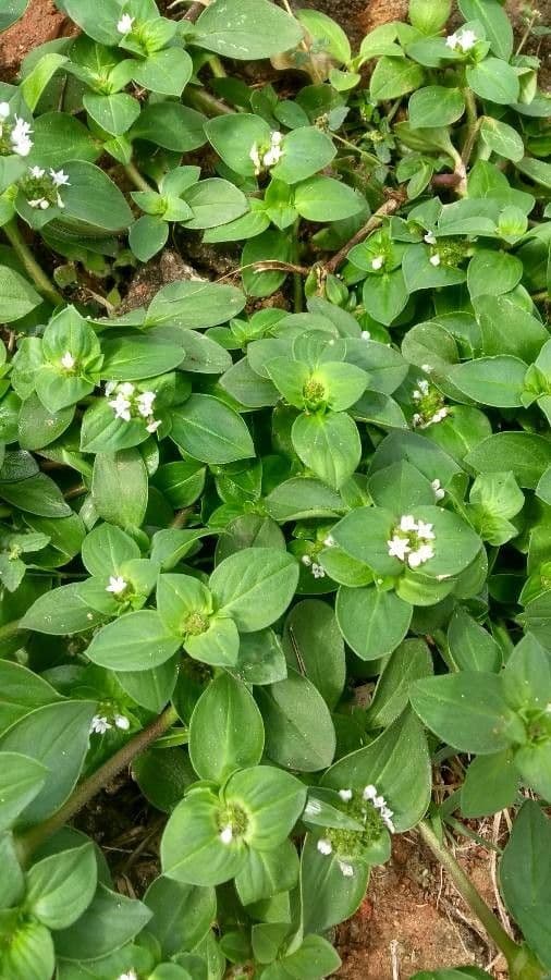 Richardia scabra 6