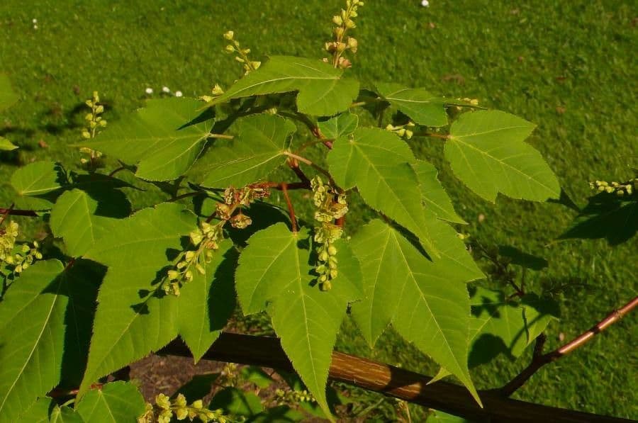 Maple