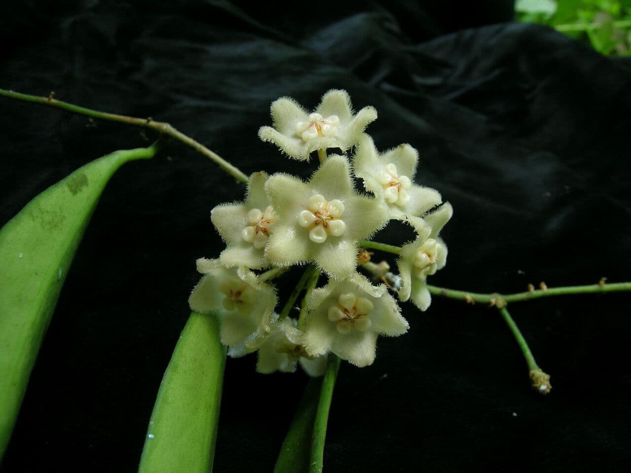 Hoya 6