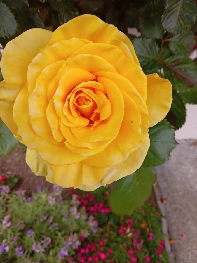 Rosa 2