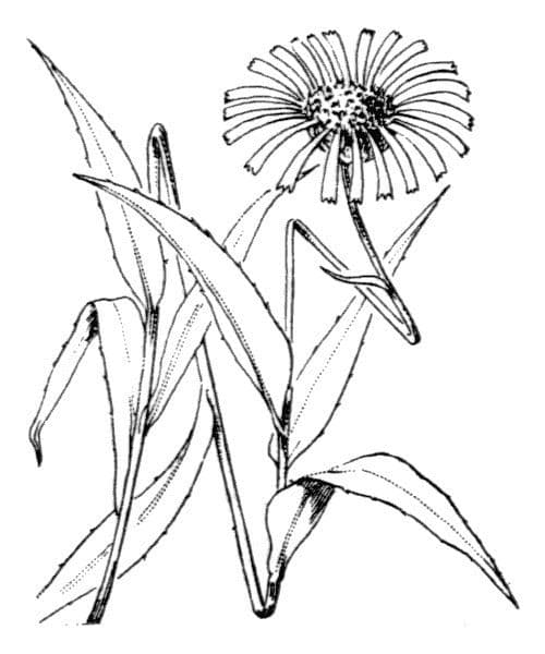 Occhio di bue 28