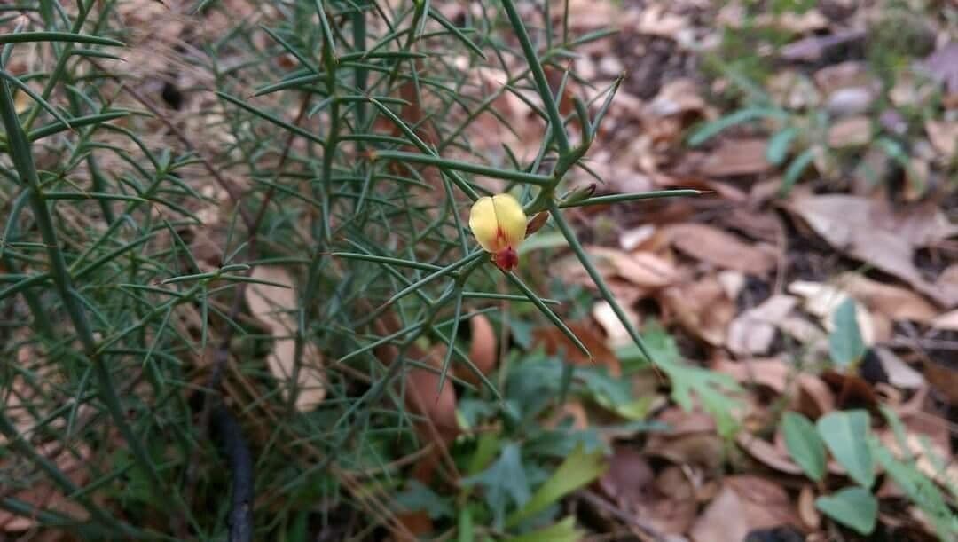 Daviesia