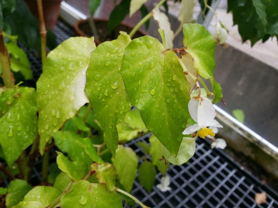 Begonia 3