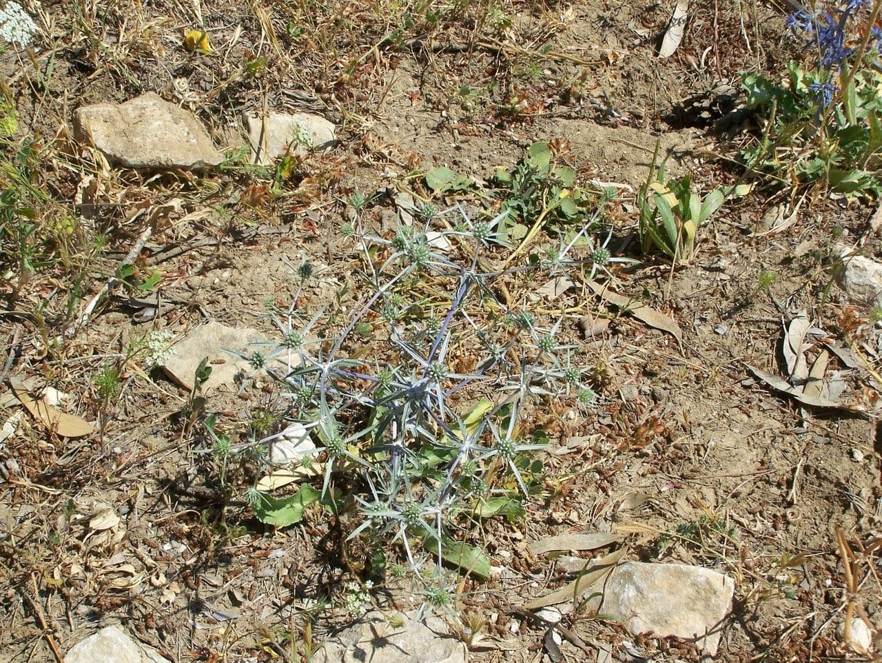 Panicaut à trois pointes 8