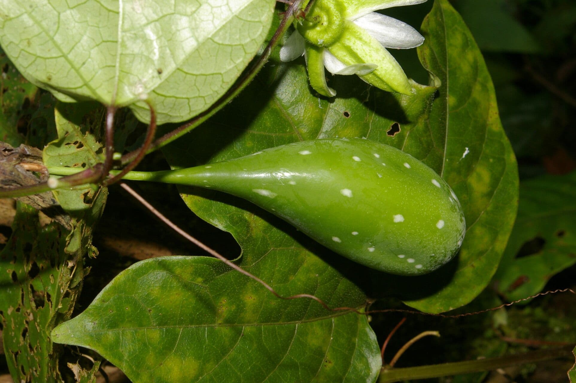 Passiflora 3
