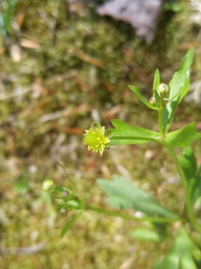 Ranuncolo