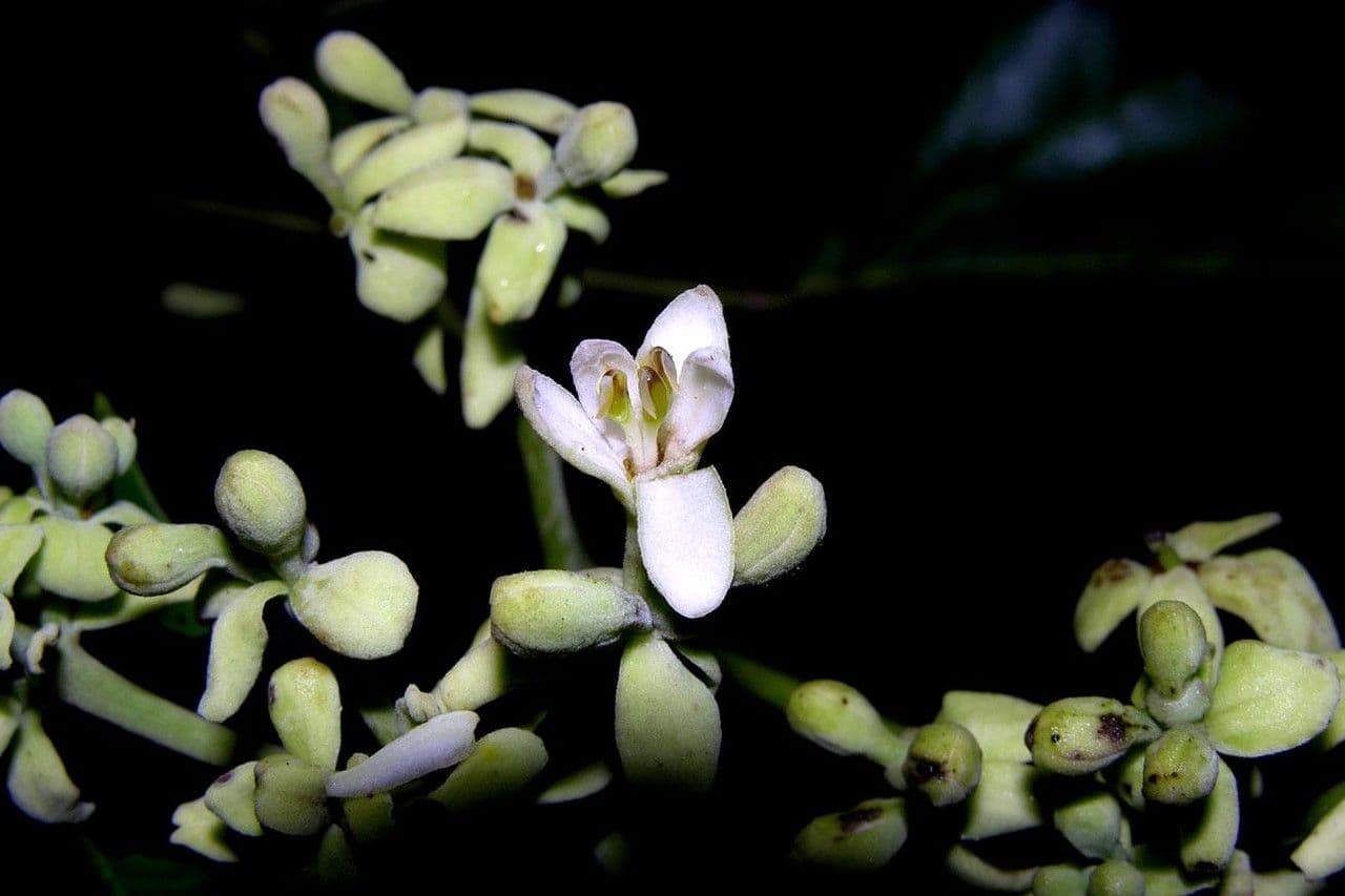 Hernandia 5