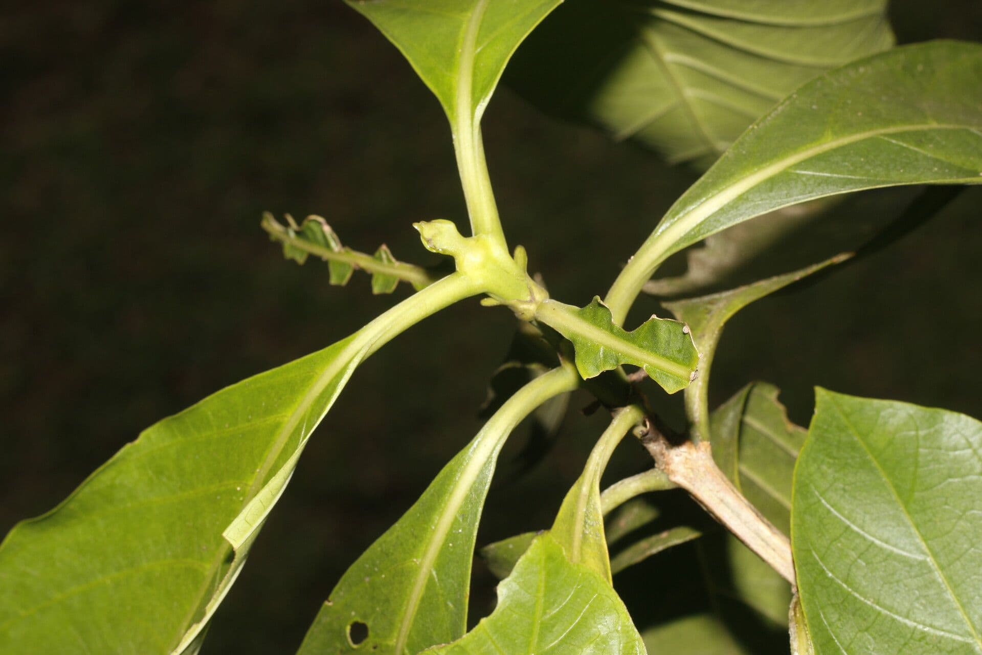 Morinda 5