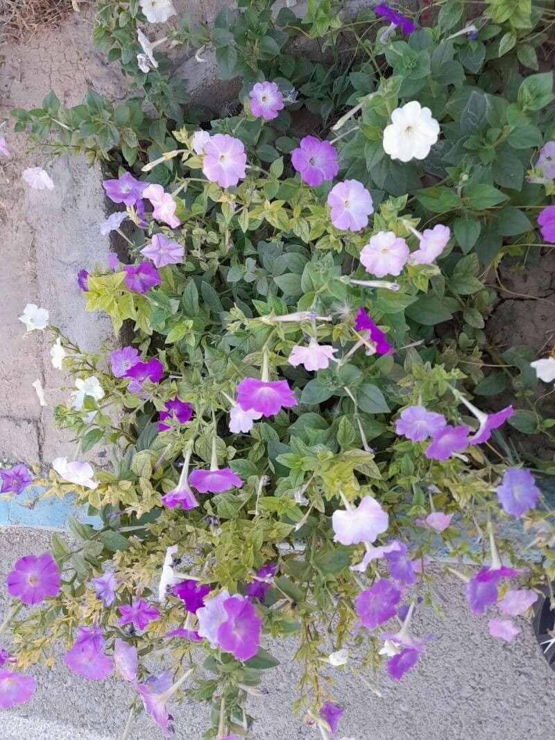 Petunia 25