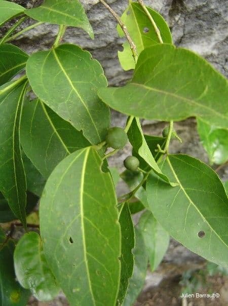 Celtis paniculata 5