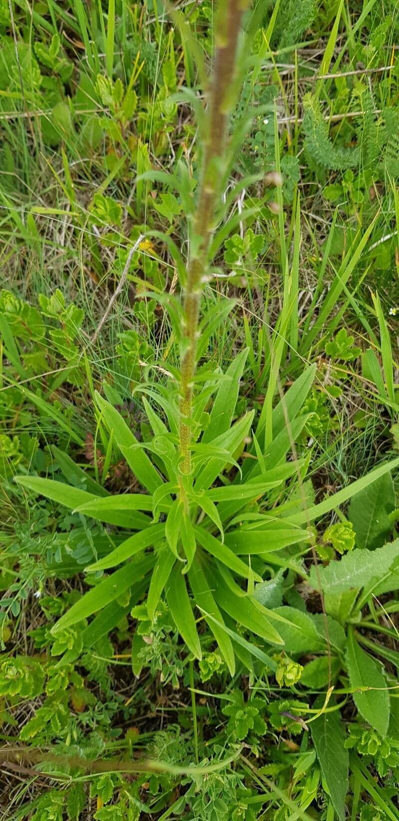 Pontechium maculato 10
