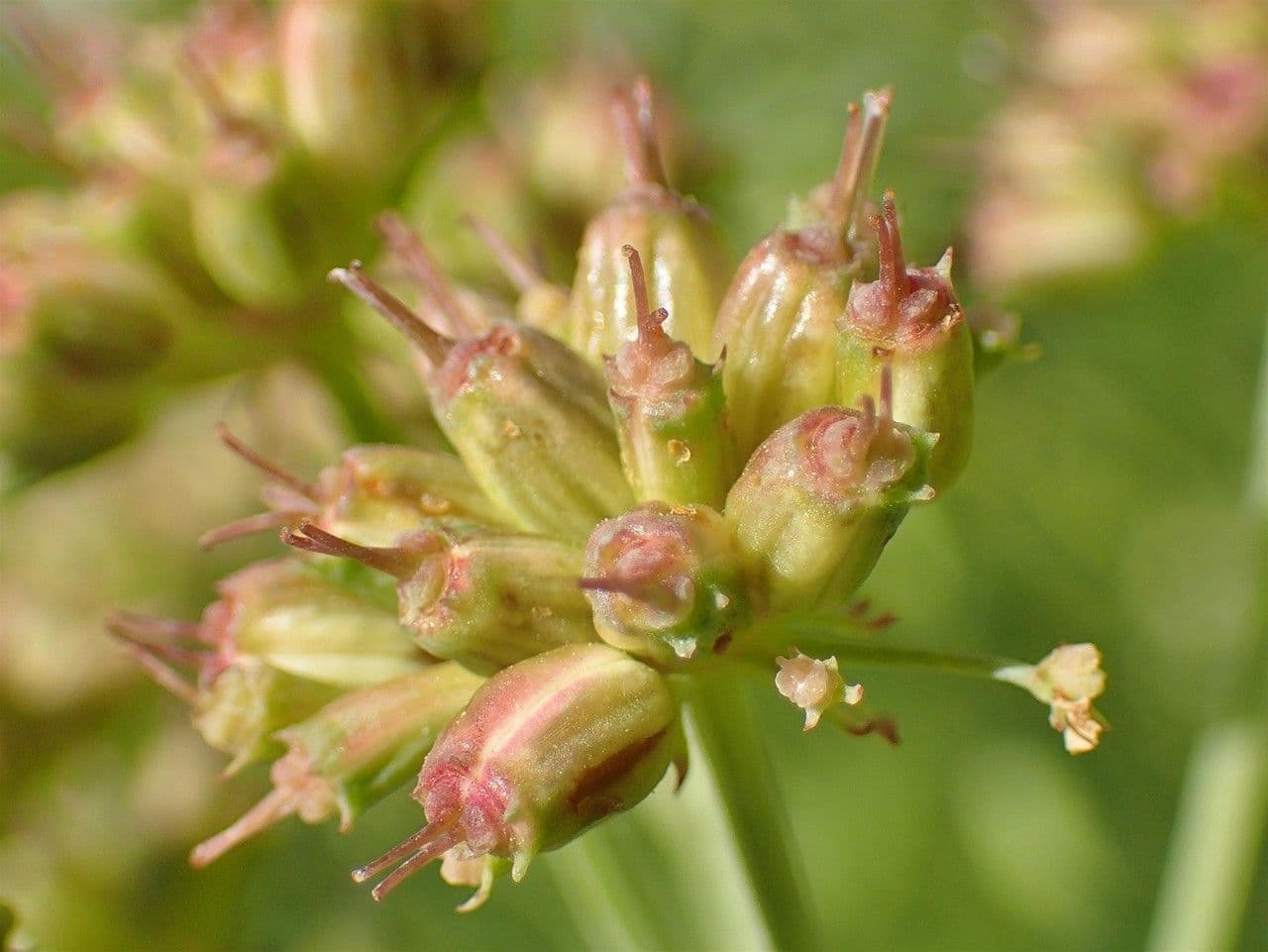 Finocchio acquatico 5
