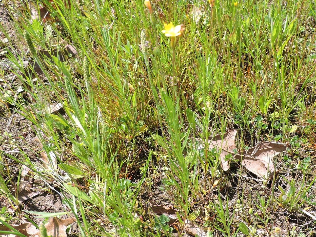 Oenothera 9