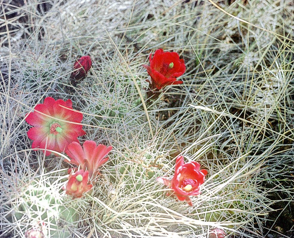 Cactus calice di rosa 21