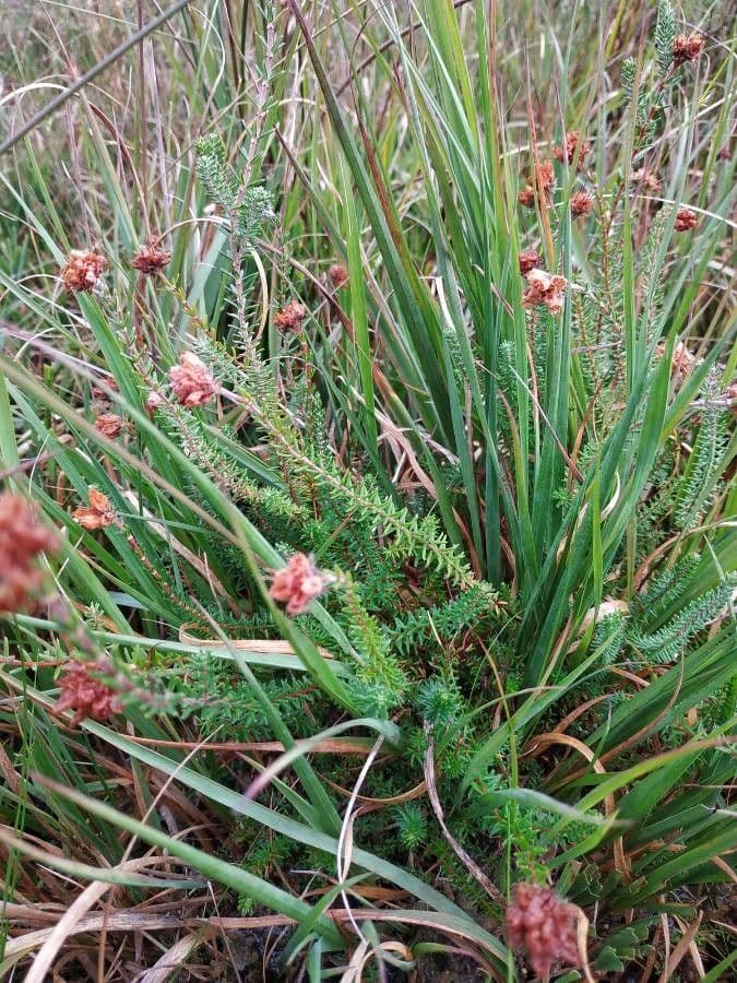 Glocken-Heide 6