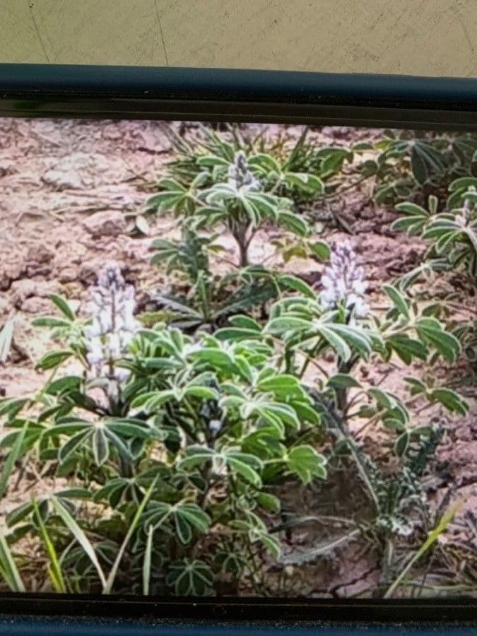 Weiße Lupine 19