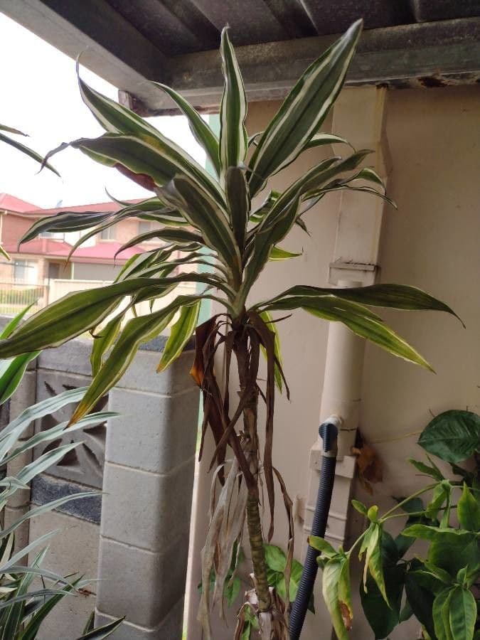 Dracaena 5