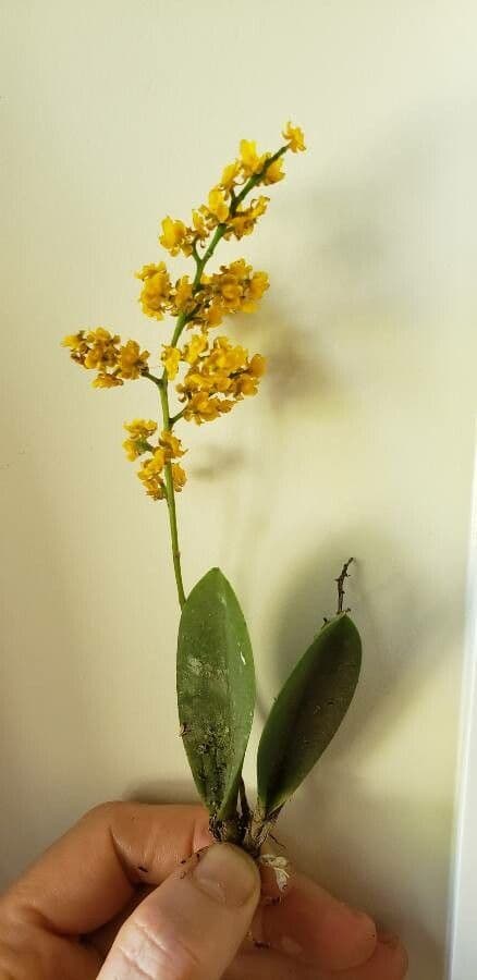 Oncidium 3