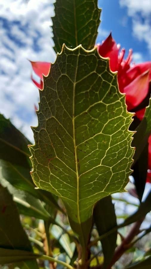 Telopea speciosissima 12