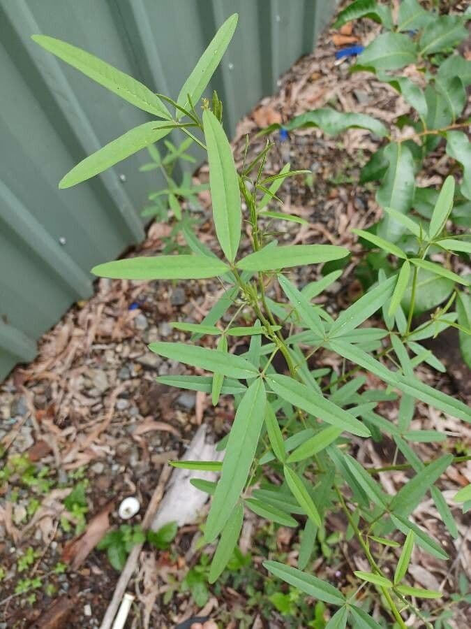 Crotalaria lanceolata 12