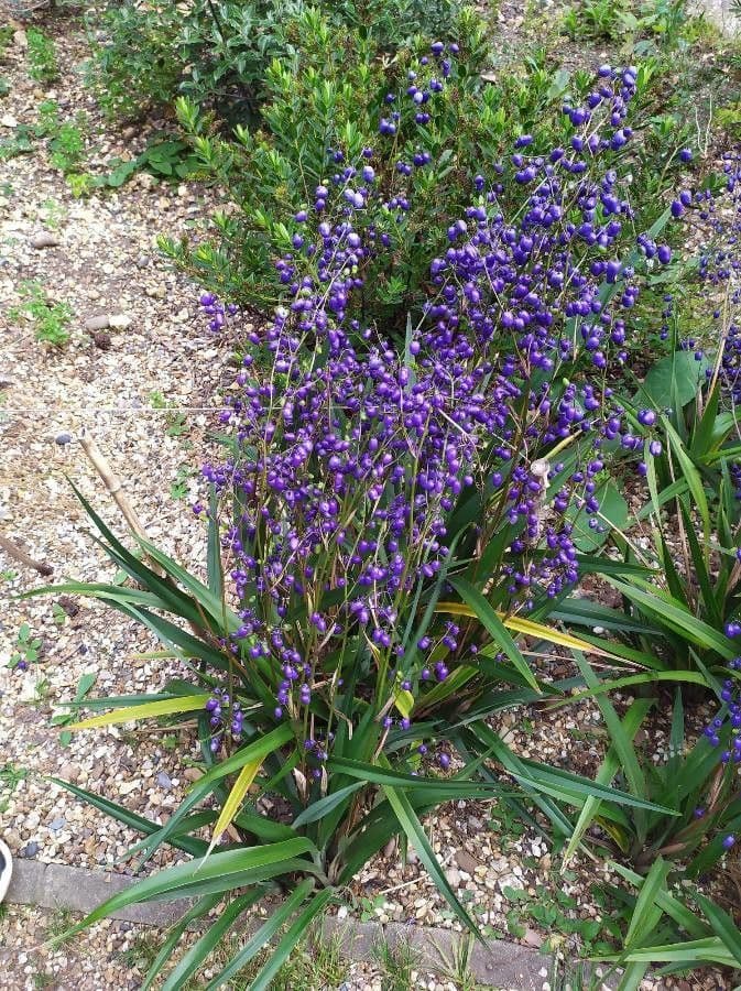 Dianella 23