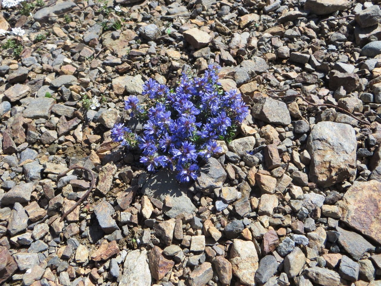 Veronica pirenaica 6