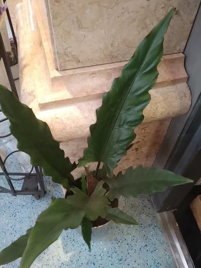 Monstera Lauterbacha 7