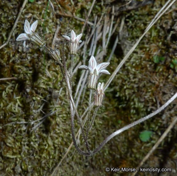 Jepsonia parryi 5