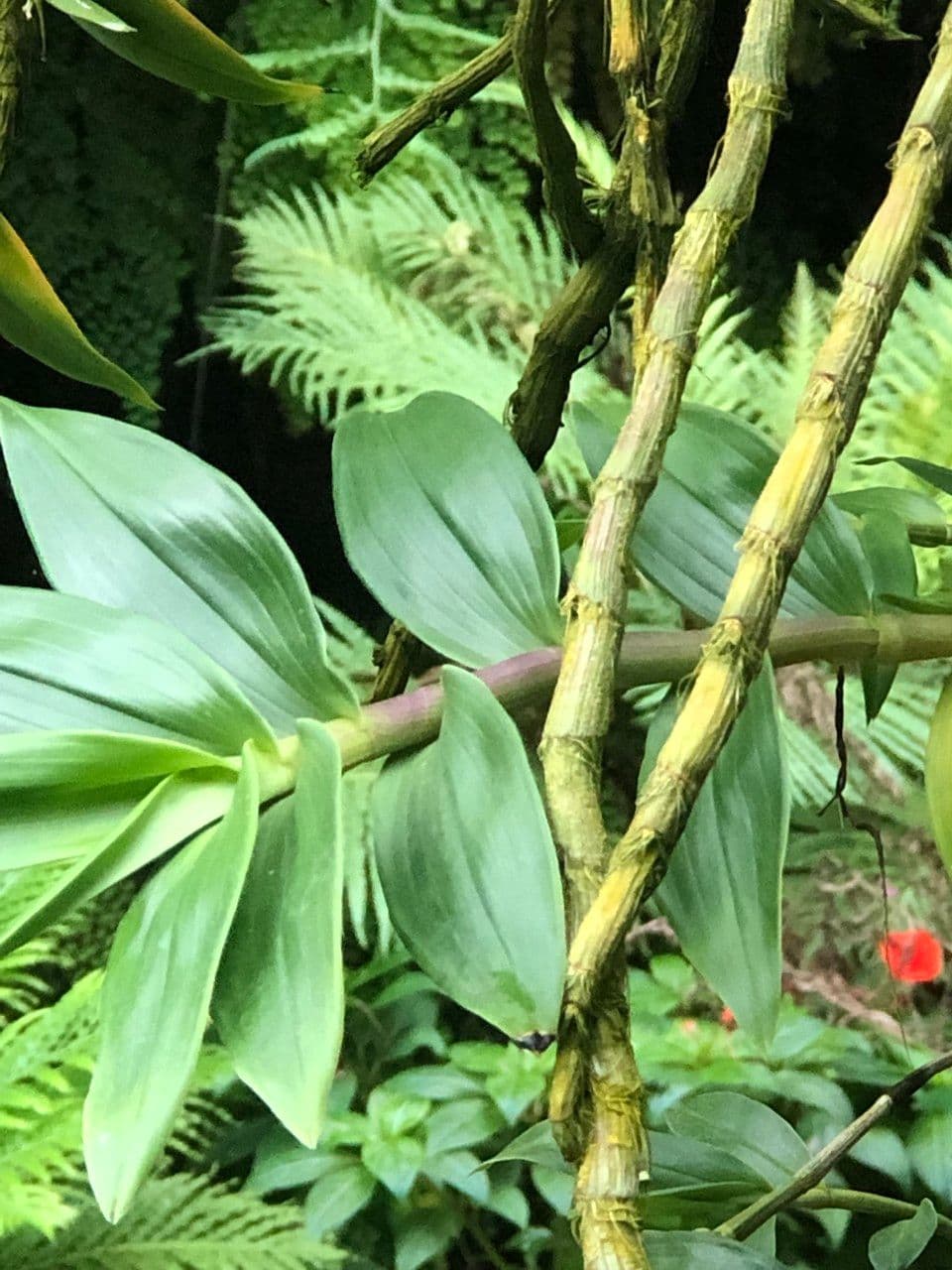 Dendrobium victoriae-reginae 20