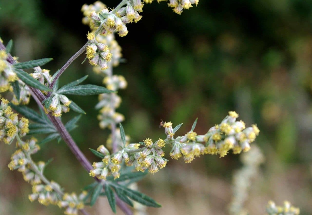 Bylica Verlota 8