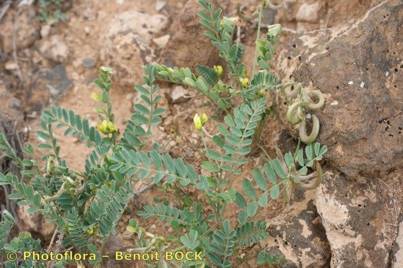 Astragalo 20