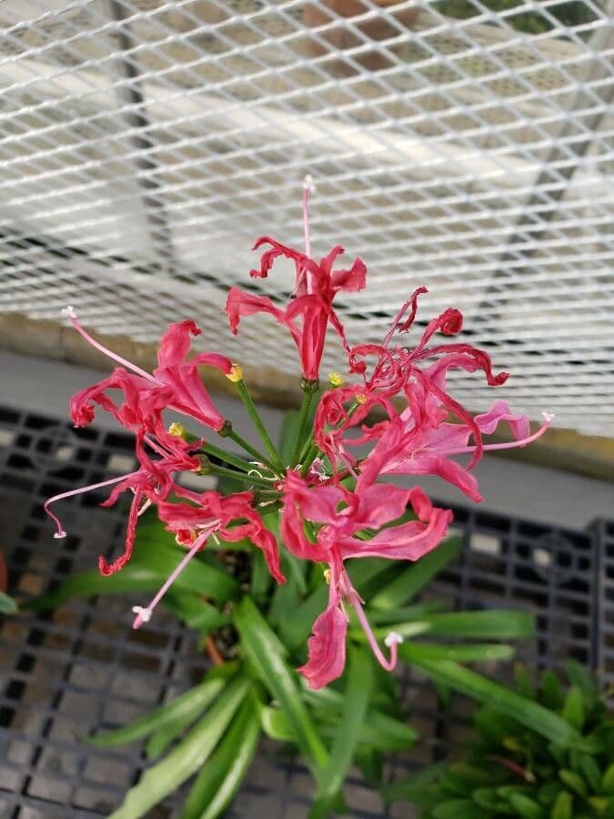 Nerine 2