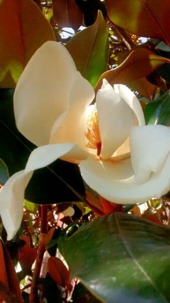 Magnolia grandiflora 7