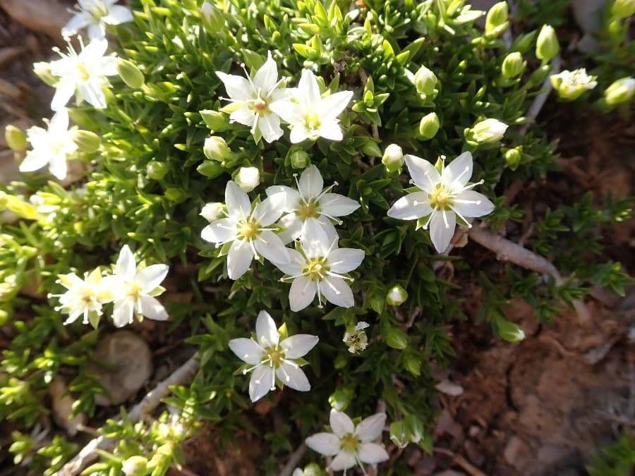 Minuartia 3