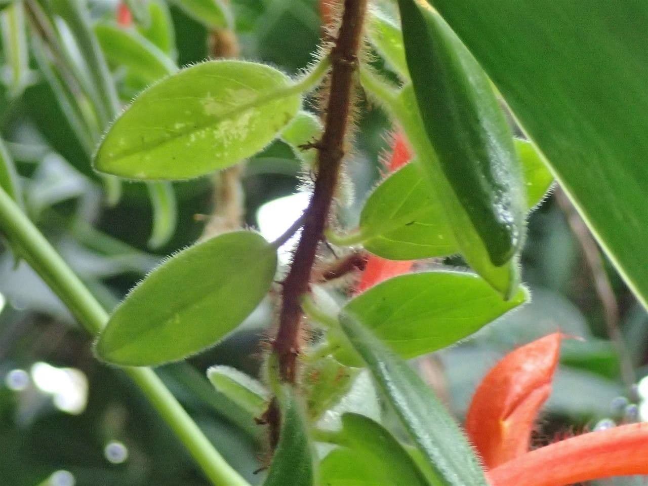 Columnea 17
