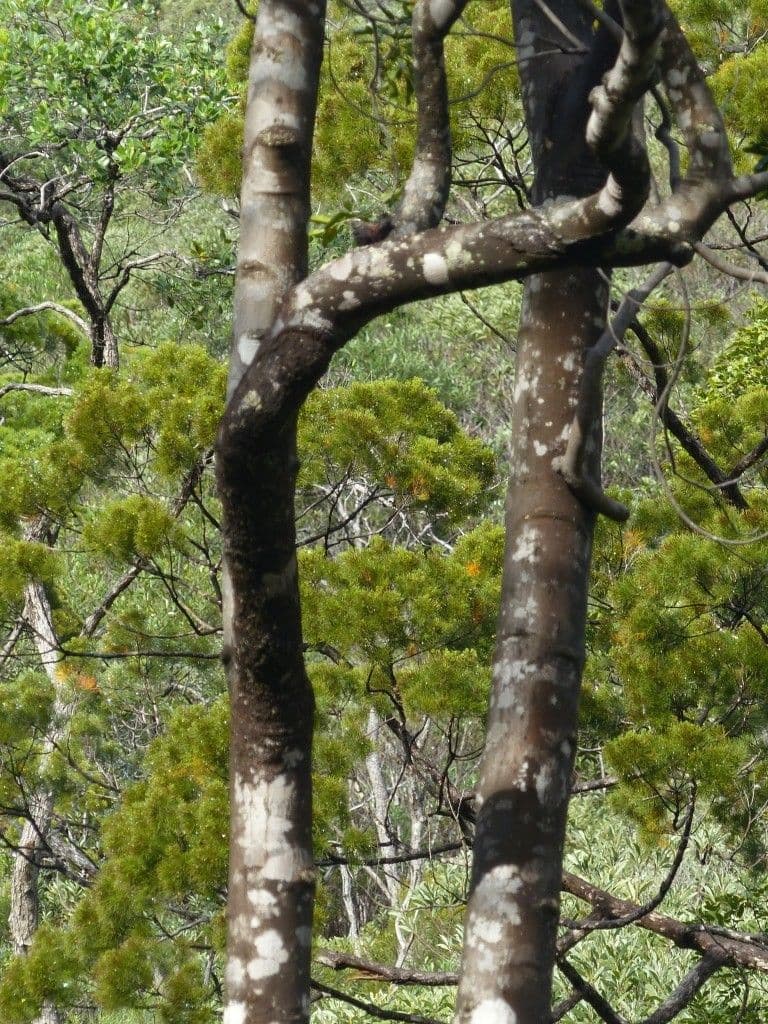 Flindersia 7