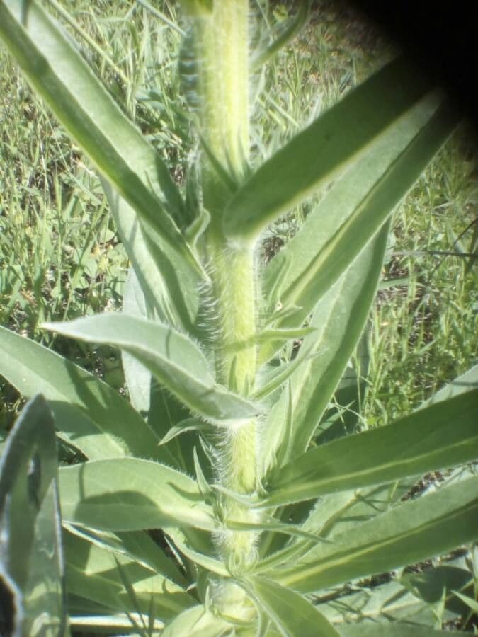 Echium 10