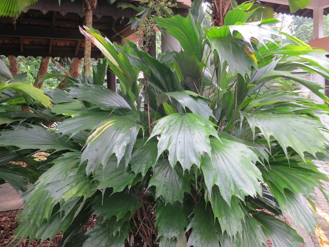 Arenga