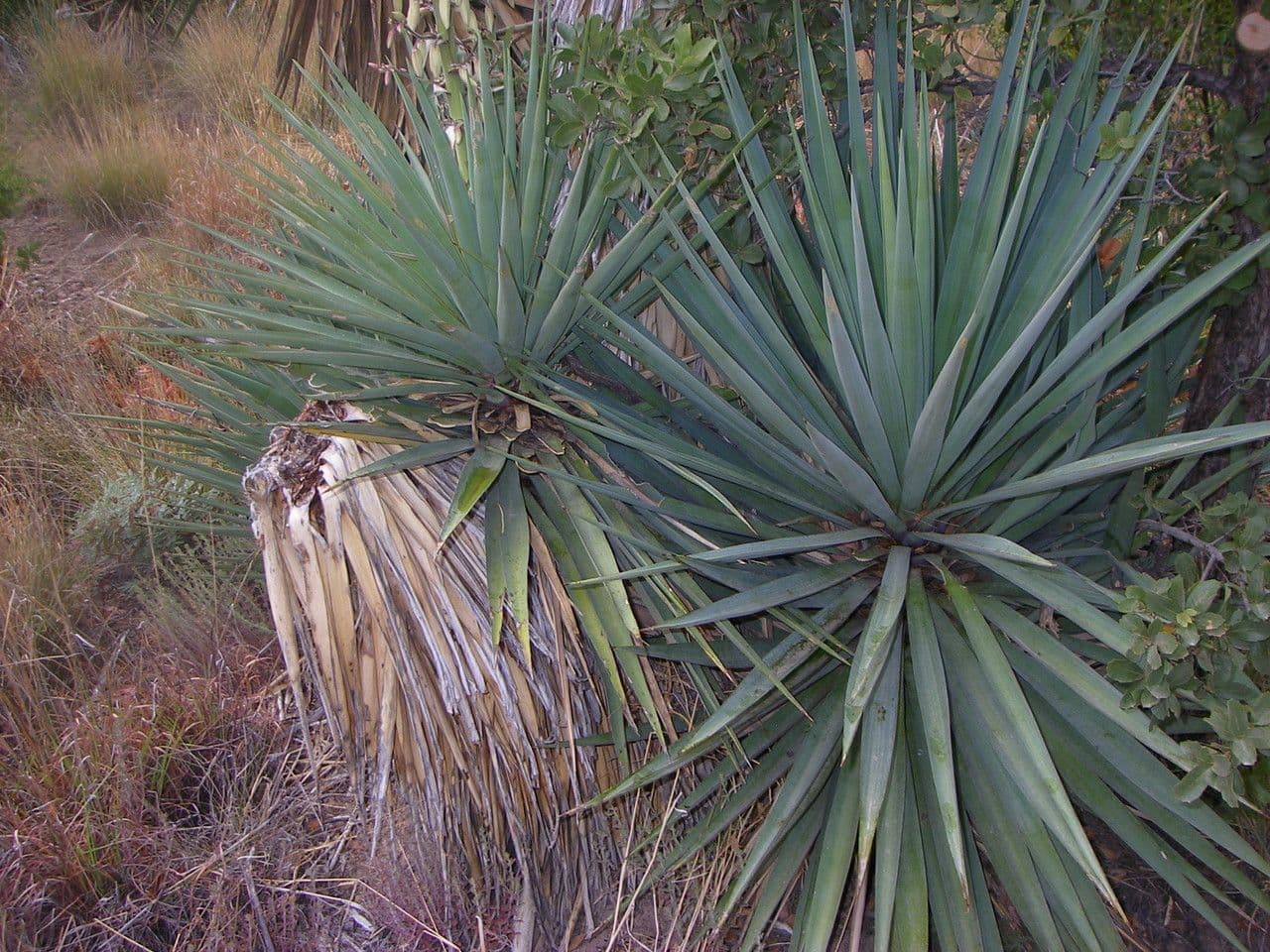 Yucca madrensis 4