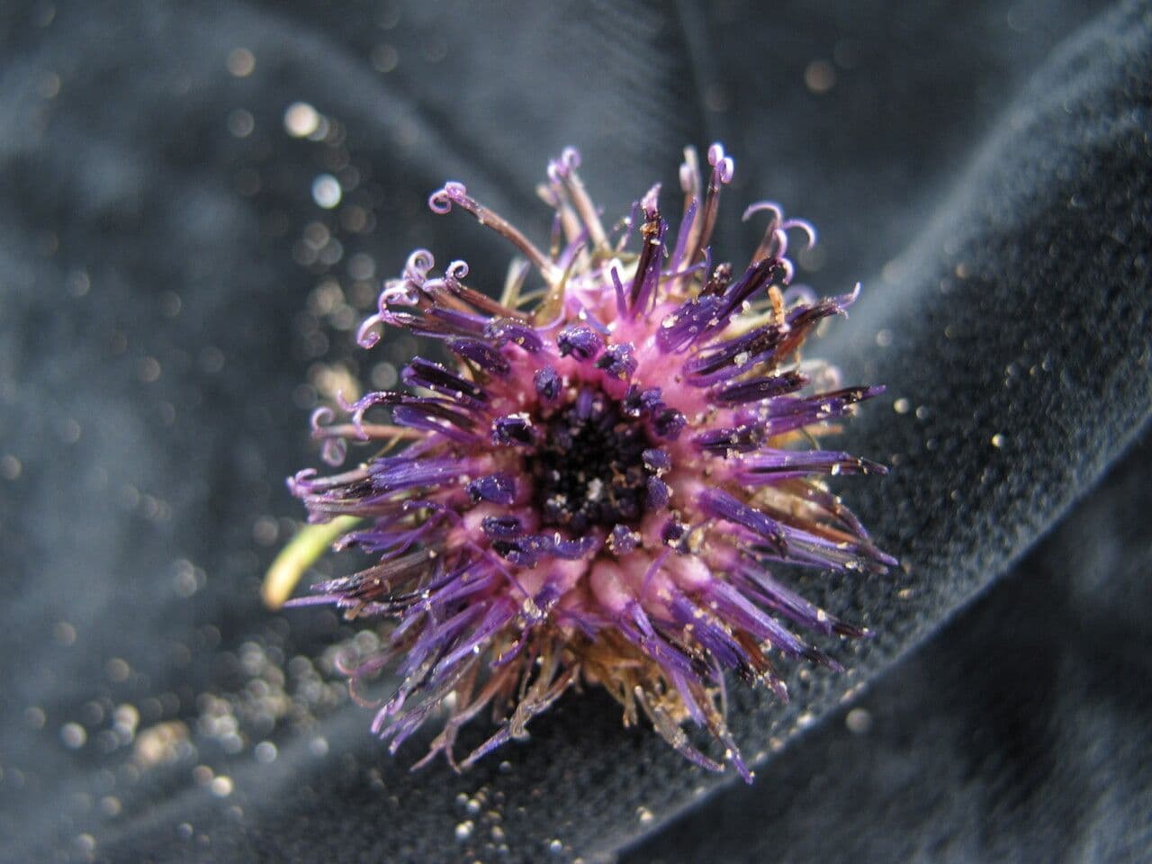 Saussurea leontodontoides 5