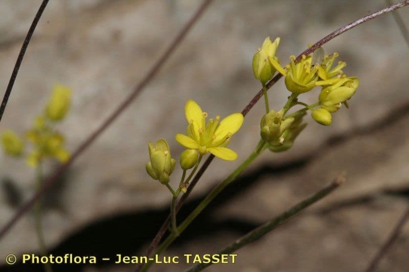 Biscutella 4