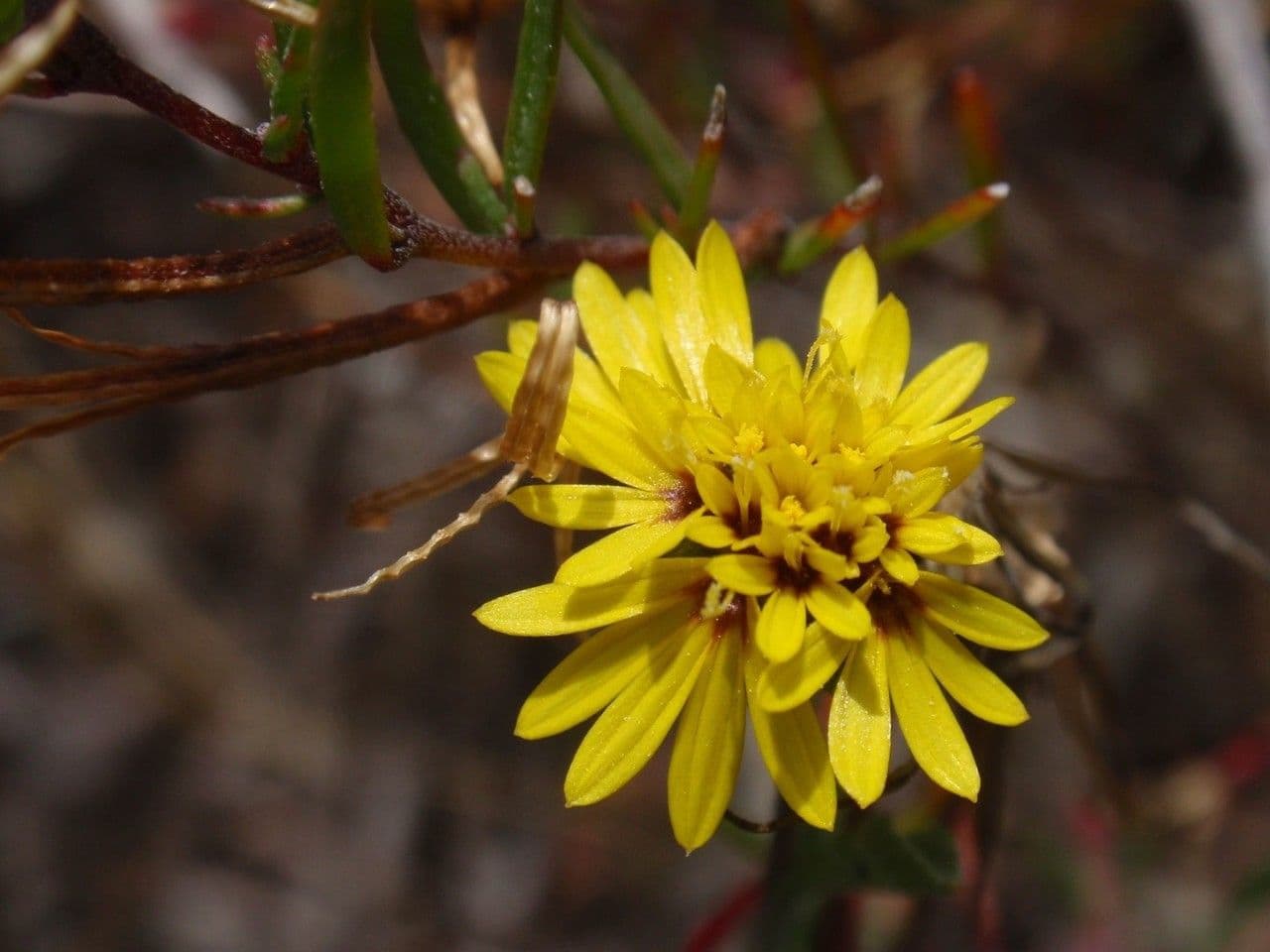 Lessingia 4