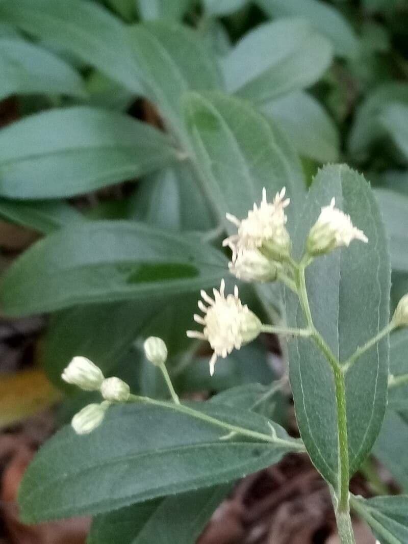 Baccharis 11